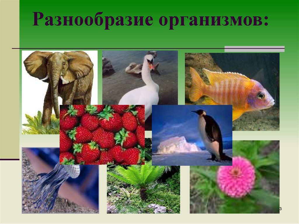 Органический мир примеры. Разнообразие организмов. Многообразие живой природы. Живые организмы. Организмы в природе.