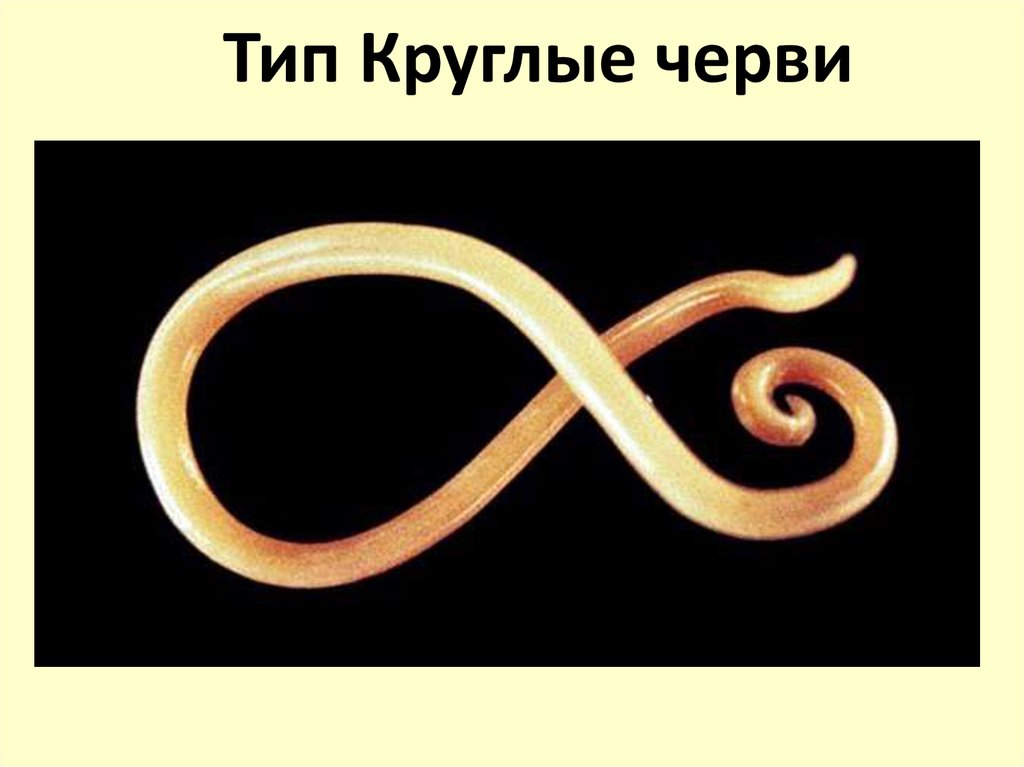 Тип Круглые черви - презентация онлайн