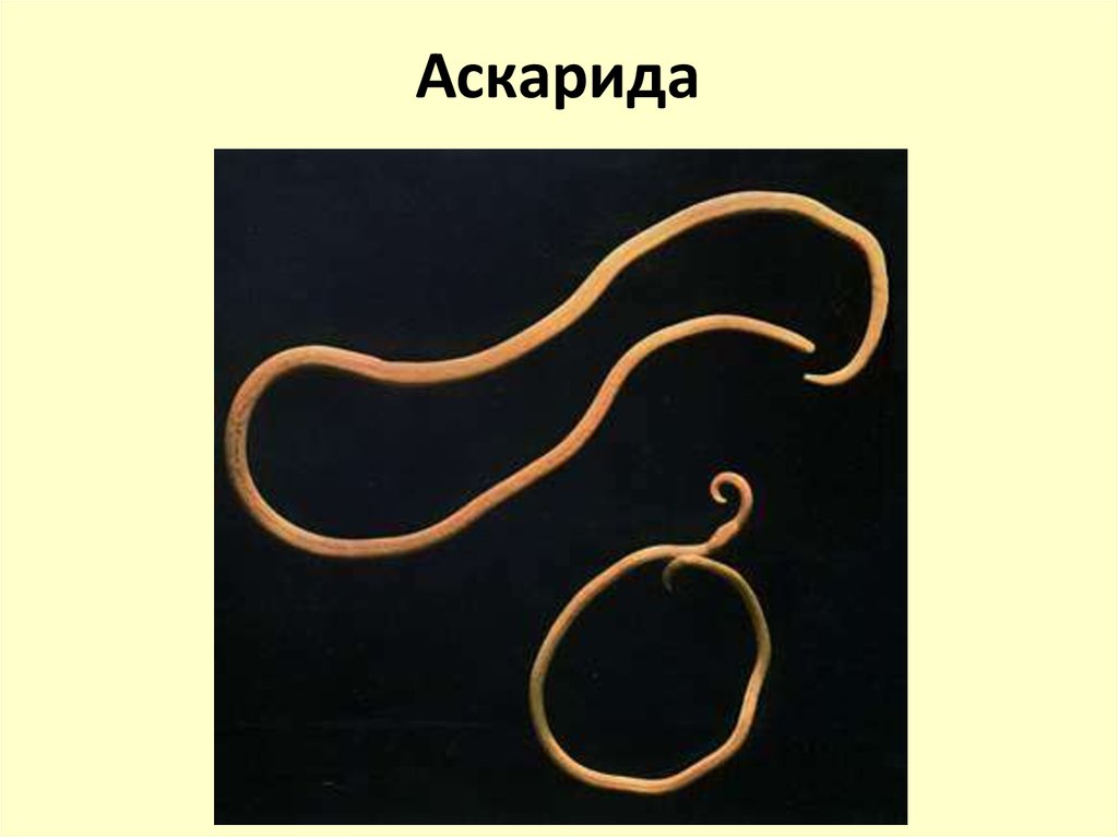 Человеческой аскаридой и человеком. Круглые черви паразиты аскарида. Круглые черви аскарида человеческая. Человеческие черви аскариды паразитические.
