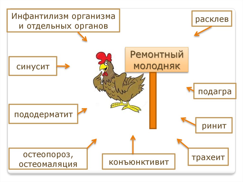 Вирусные болезни птиц презентация