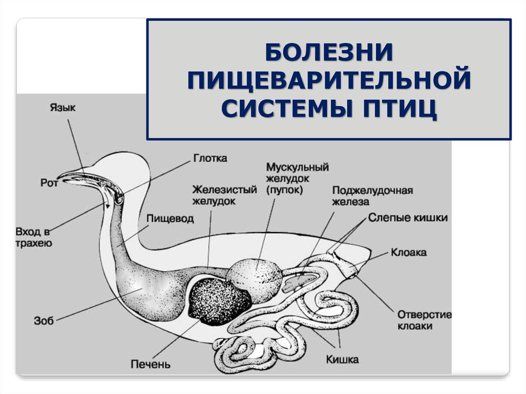Доклад: Болезни эндокринной системы у птиц