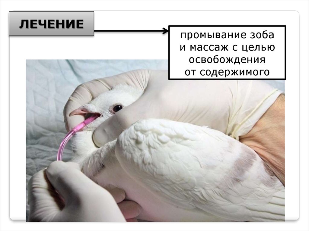 Реферат: Незаразные болезни птиц