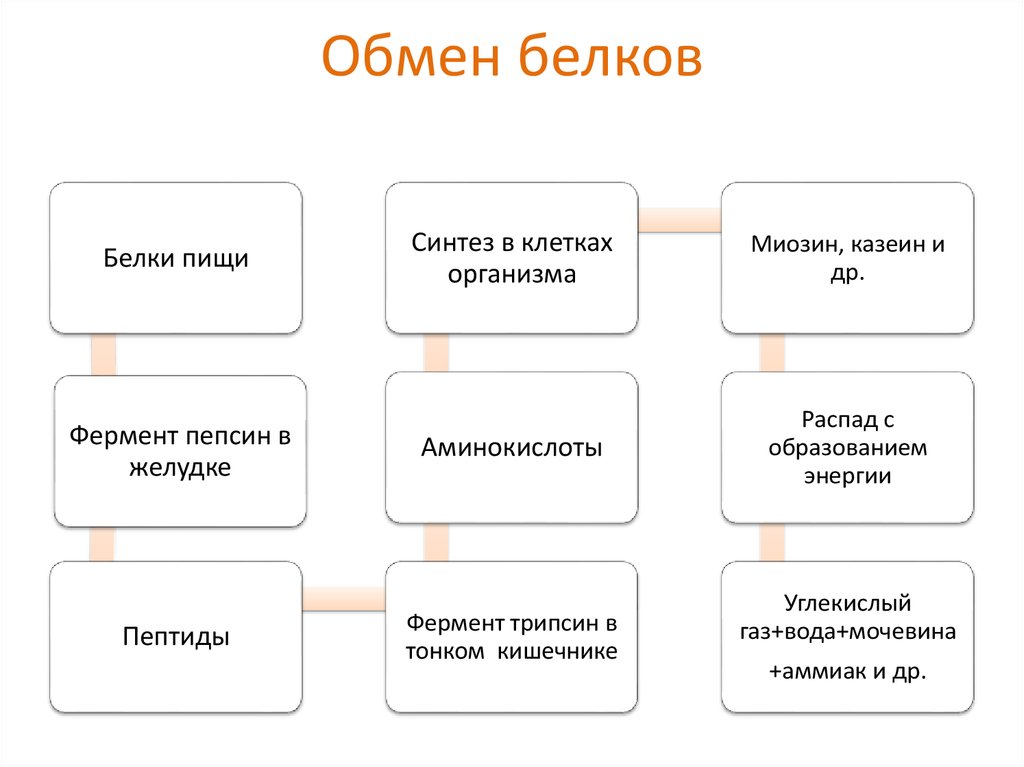 Схема белкового обмена в организме человека