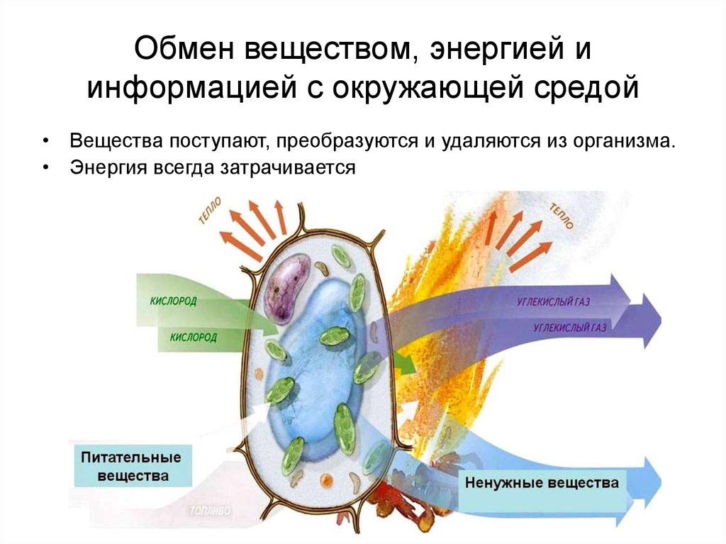 Презентация обмен веществ и энергии в клетке