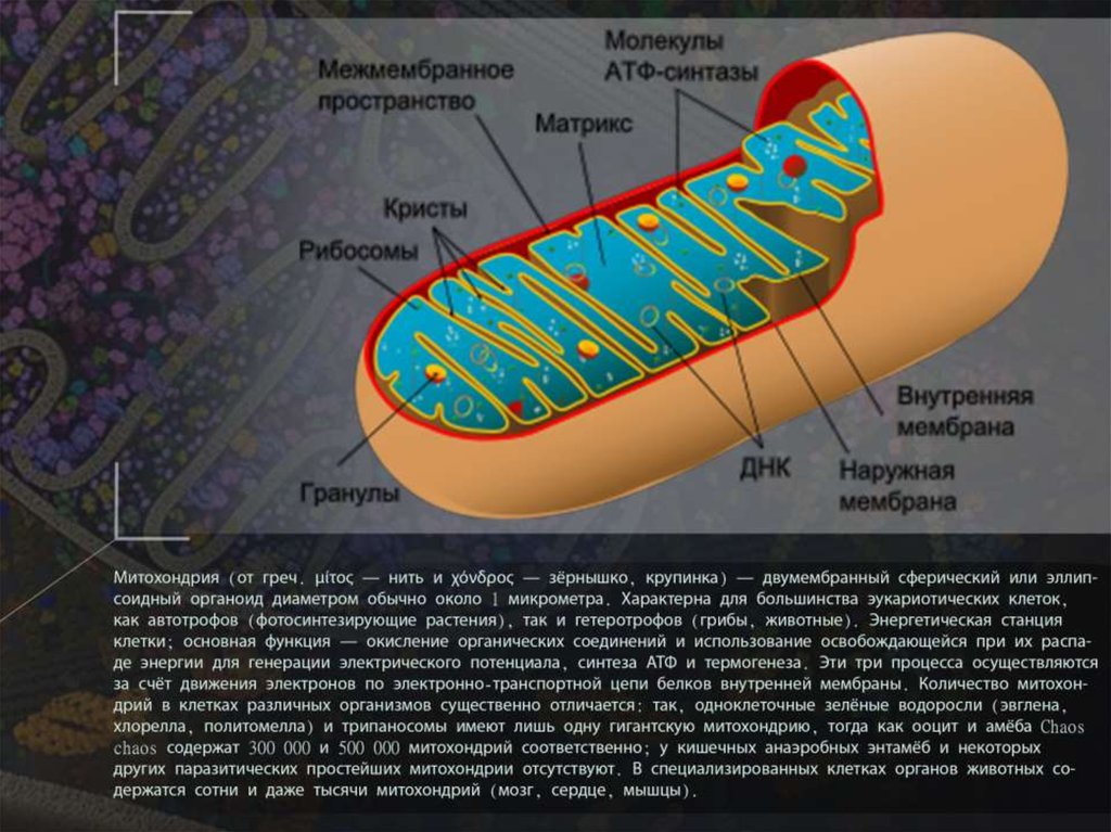 Структура клетки митохондрии