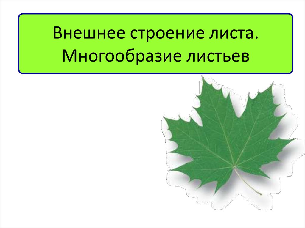 Расскажите о многообразии и строении листьев. Внешнее строение листа разнообразие листьев. Внешнее строение . Разнообразие листьев. Лист для презентации. Многообразие листьев презентация.