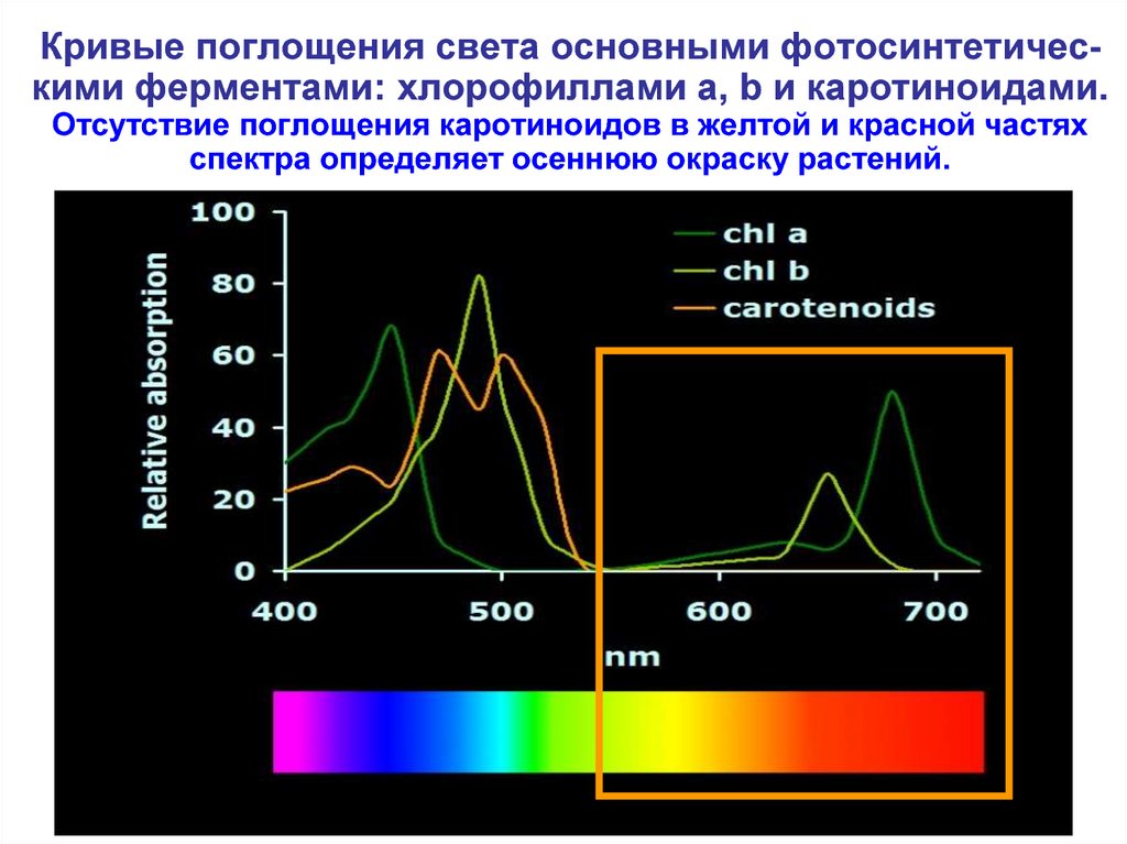 Хлорофиллы поглощают свет. Спектр поглощения хлорофилла. Спектры поглощения света хлорофиллом и каротиноидами. Спектр поглощения света хлорофиллом. Спектр поглощения хлорофиллов и каротиноидов.