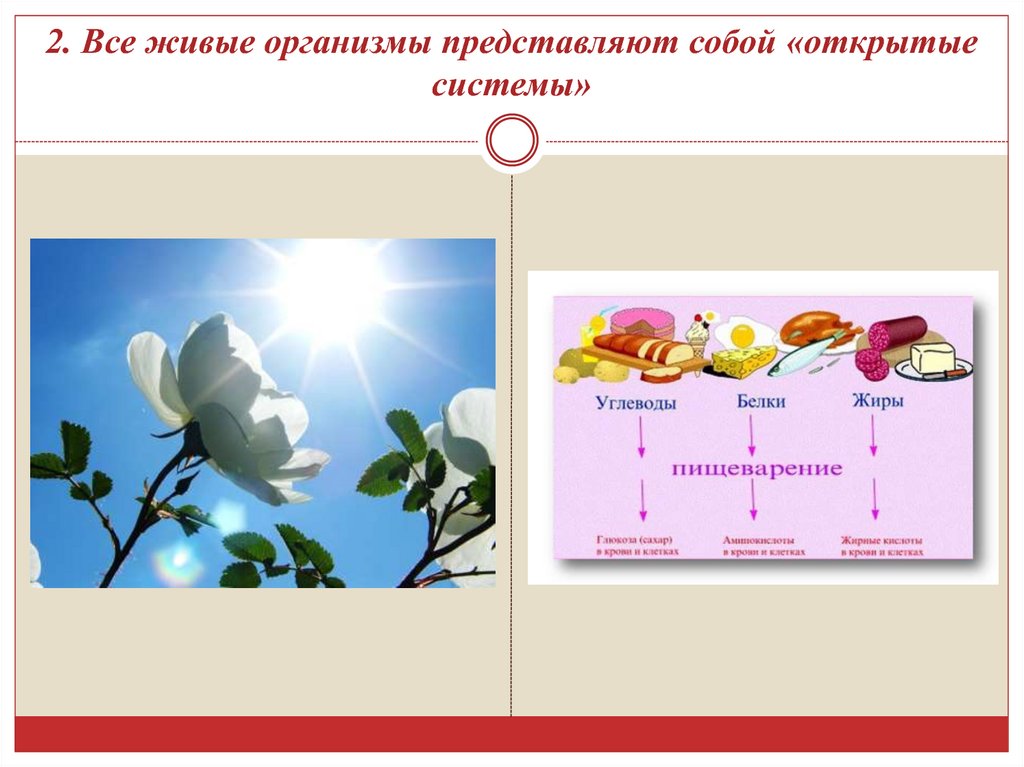 Система живых организмов на земле презентация 10 класс пономарева