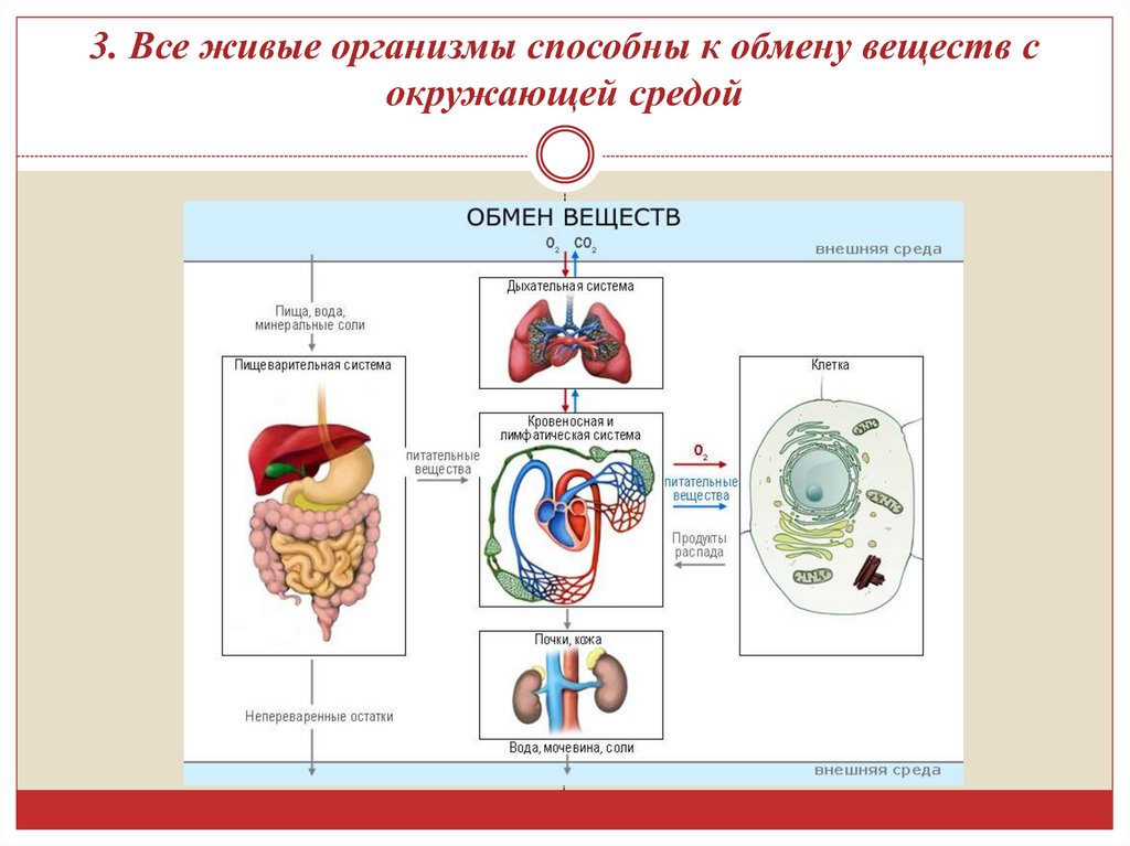 Схема человек живой организм