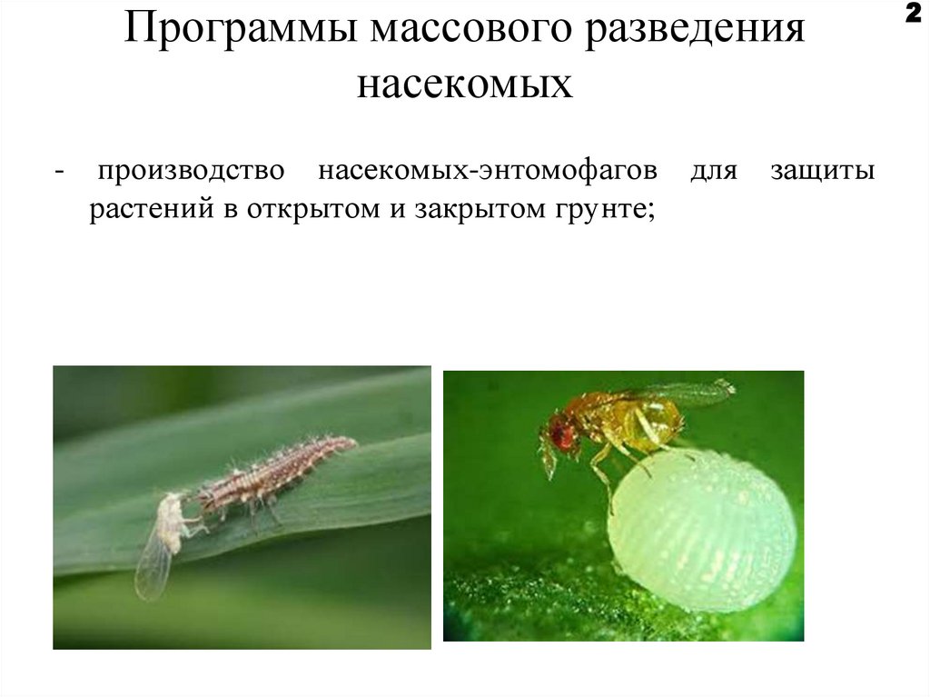 Каких домашних насекомых разводят