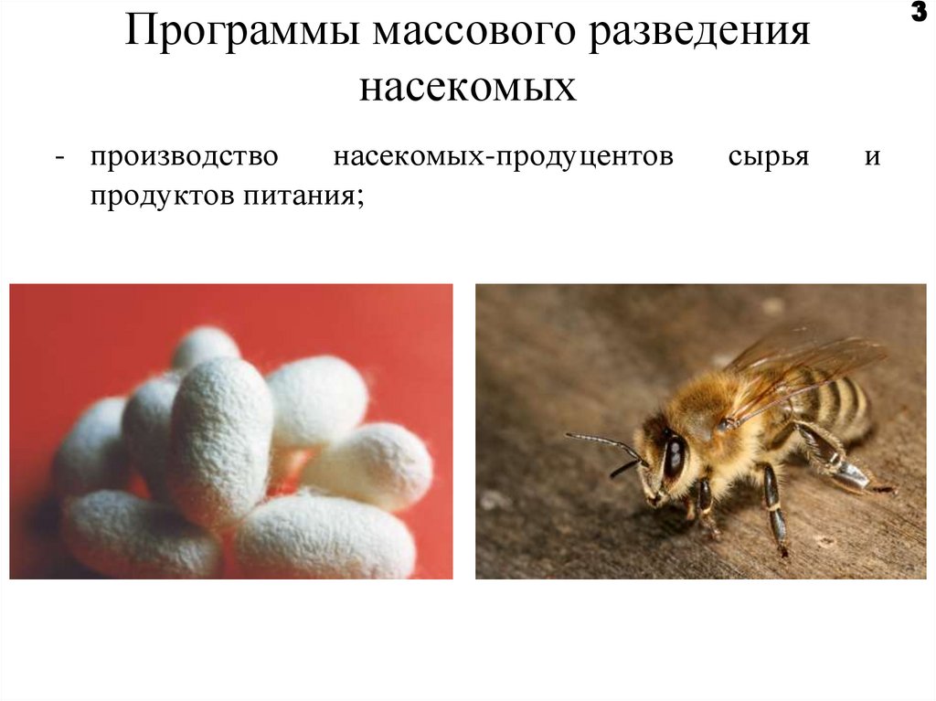 Каких домашних млекопитающих насекомых разводят люди