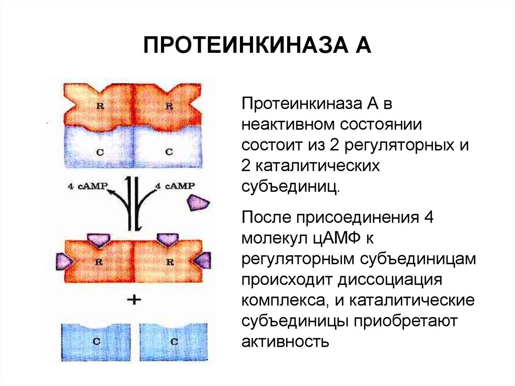 Протеинкиназа а. Строение протеинкиназы. Механизм активации протеинкиназы а. Протеинкиназа а строение. Протеинкиназа а 1 и 2 типа.