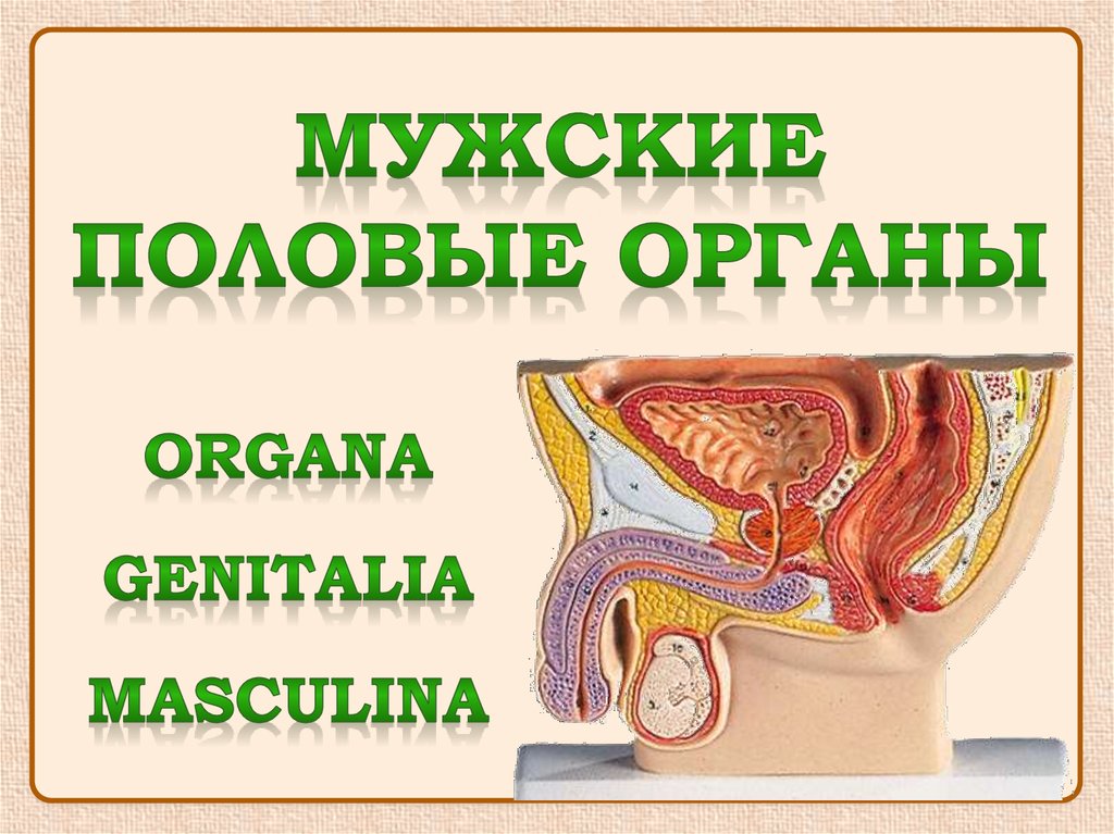 Измерение длины и объема полового члена