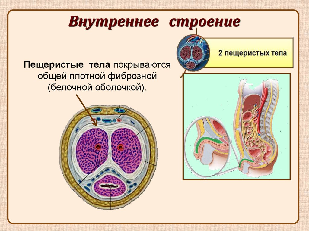 Общий плотный. Строение пещеристых тел. Пещеристое тело внутреннее строение. Белочная оболочка пещеристого тела. Строение пещеристых тел и губчатого тела.