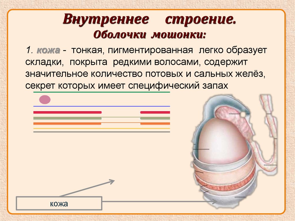 Структура яичка: