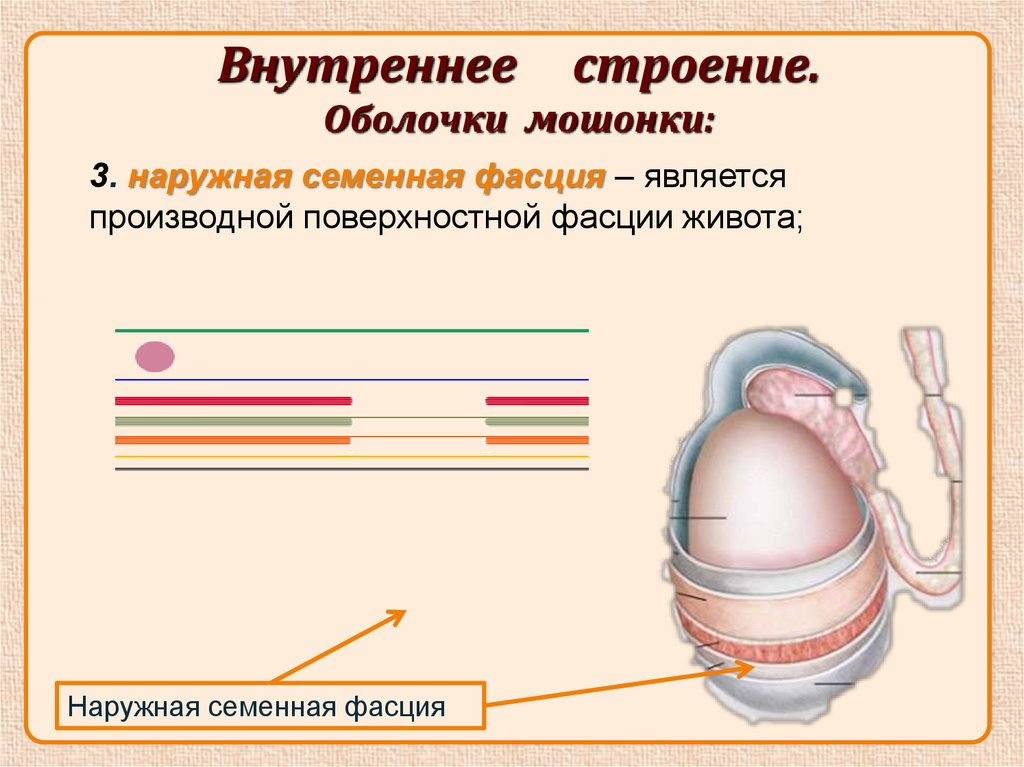 Средний половой орган у мужчин. Морфофункциональная характеристика мужской половых органов. Мужской половой орган.