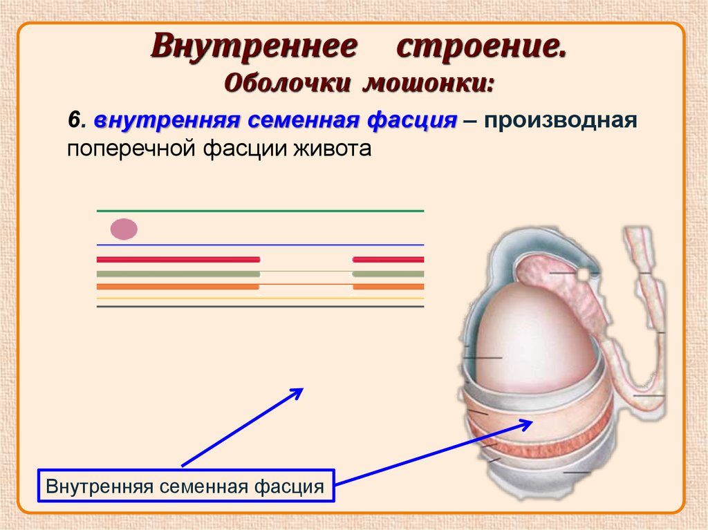 Мужской половый орган