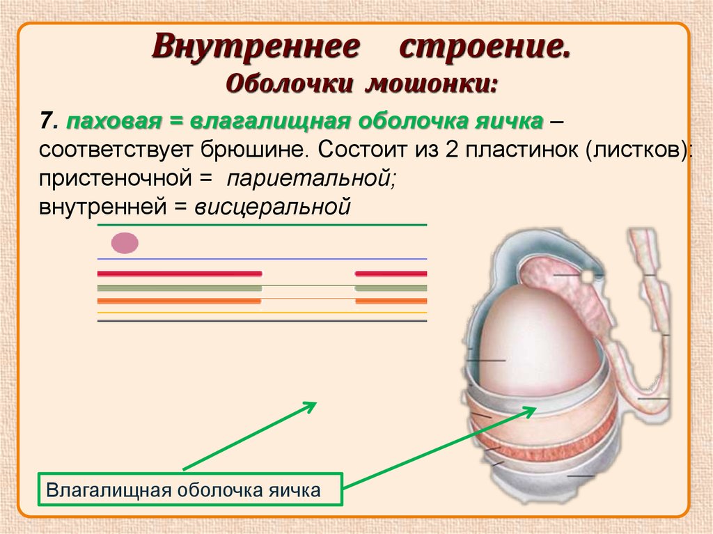 Оболочки яичка