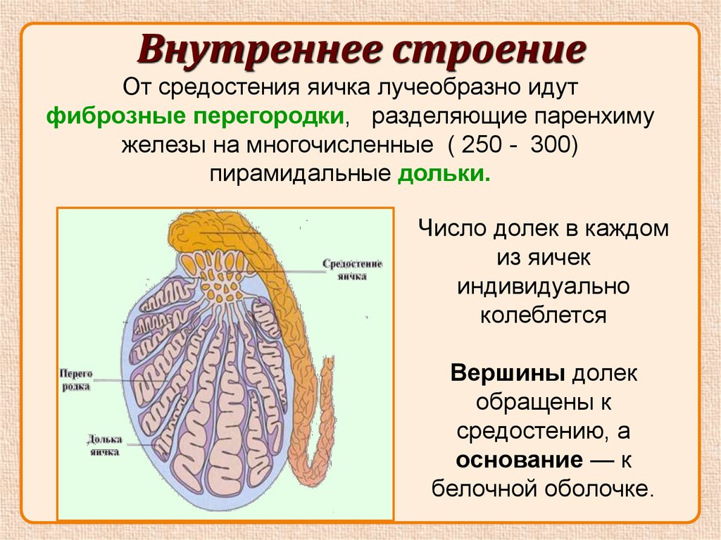 Мужская половая железа семенник. Внутреннее строение яичка. Внутреннее строение яичка анатомия. Яичко строение средостение. Внутренне строение яичка.