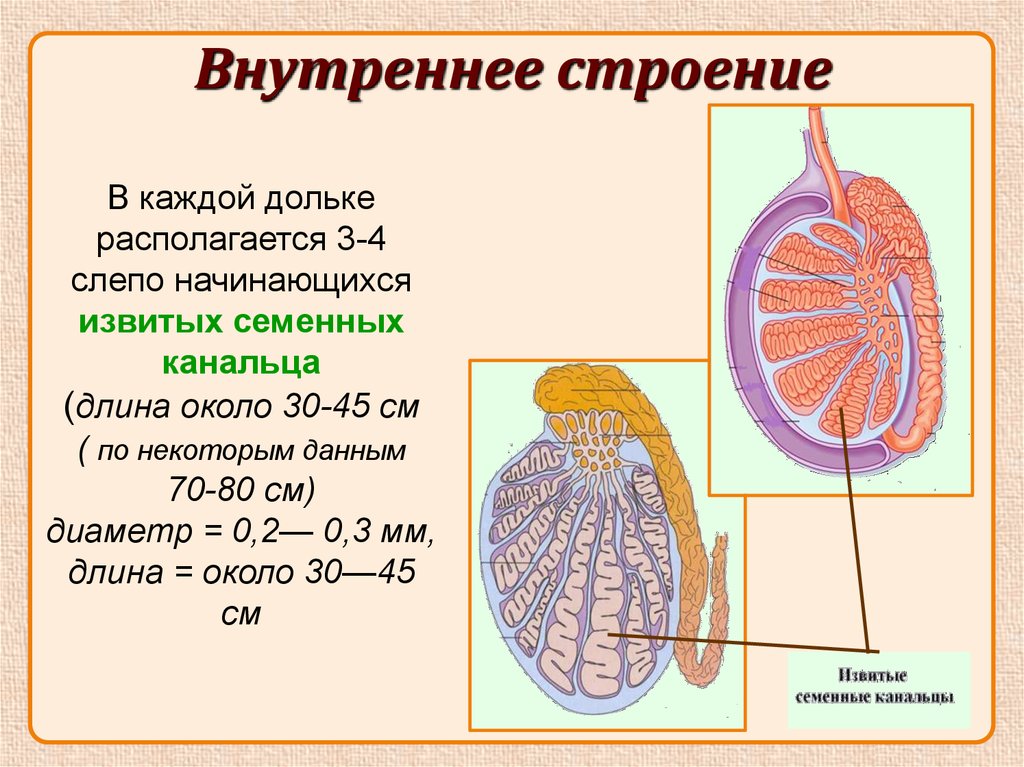 Мужские яички органы. Внутреннее строение яичка. Семенник внутреннее строение. Схема строения семенника. Внутренне строение яичка.