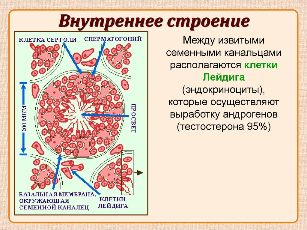 Клетки лейдига. Клетки Сертоли и Лейдига. Клетки Сертоли и клетки Лейдига. Клетки Лейдига строение. Клетки Лейдига и Сертоли у мужчин.