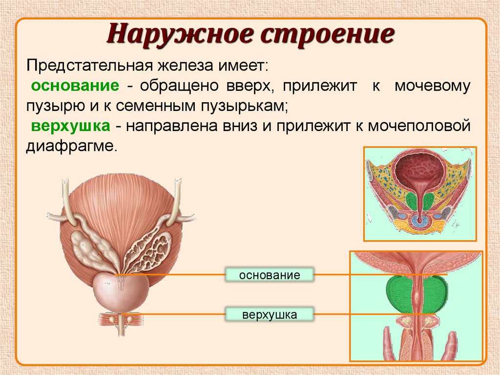 Мужская половая система презентация