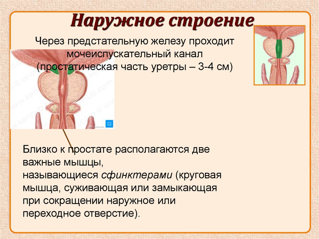 Уроки половой орган. Предстательная часть мочеиспускательного канала. Наружные мужские половые органы. Морфофункциональная характеристика мужской половых органов.