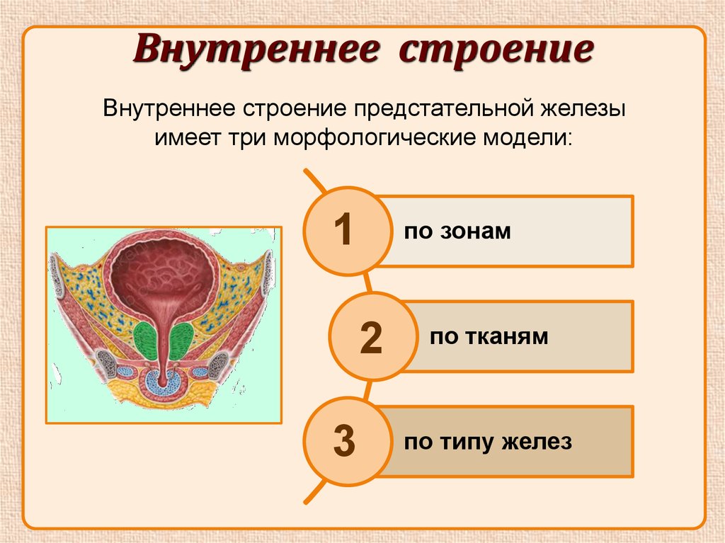 Половы органы женщин