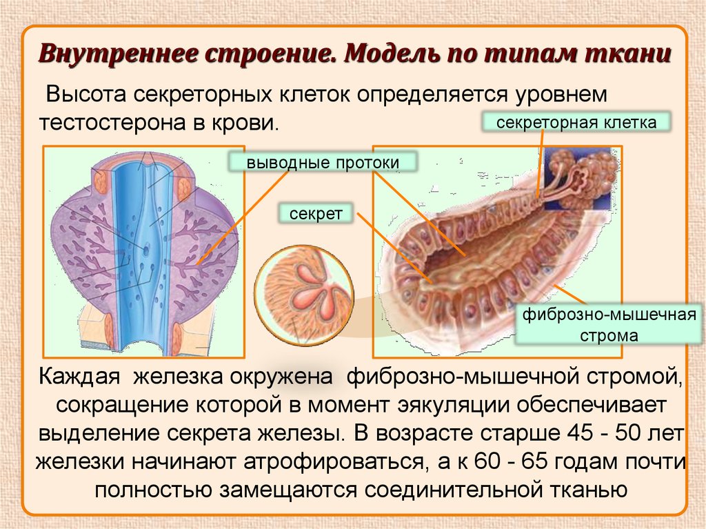 Презентация на тему половые органы