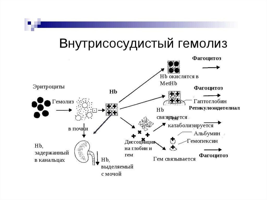 Гемолиз лейкоцитов. Гемолиз эритроцитов схема. Лабораторные критерии гемолиза. Схема разрушения эритроцитов. Внутриклеточный гемолиз эритроцитов.