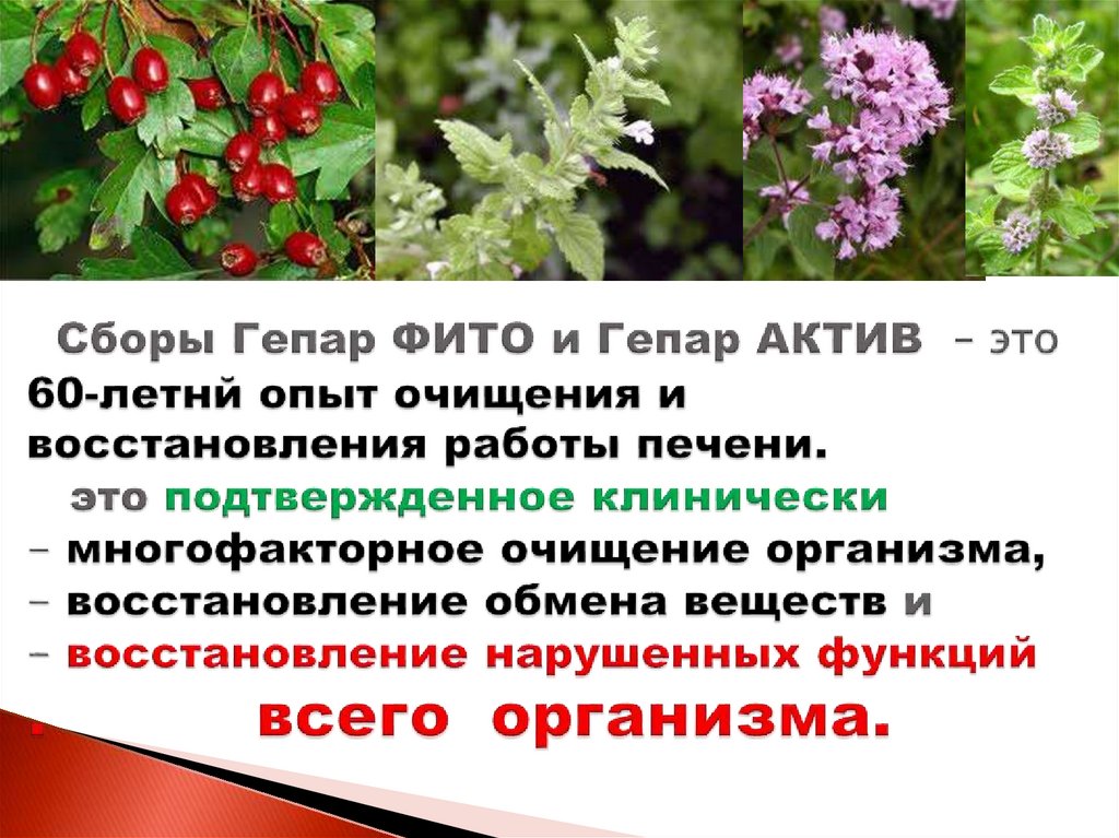 Вас приветствует «Компания «Гольфстрим»! - презентация онлайн
