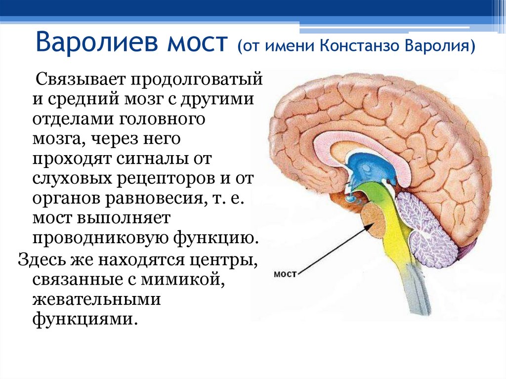 Центр координации движений находится в каком мозге. Функции головного мозга варолиев мост. Отделы головного мозга варолиев мост. Головной мозг варолиев мост. Строение головного мозга варолиев мост.