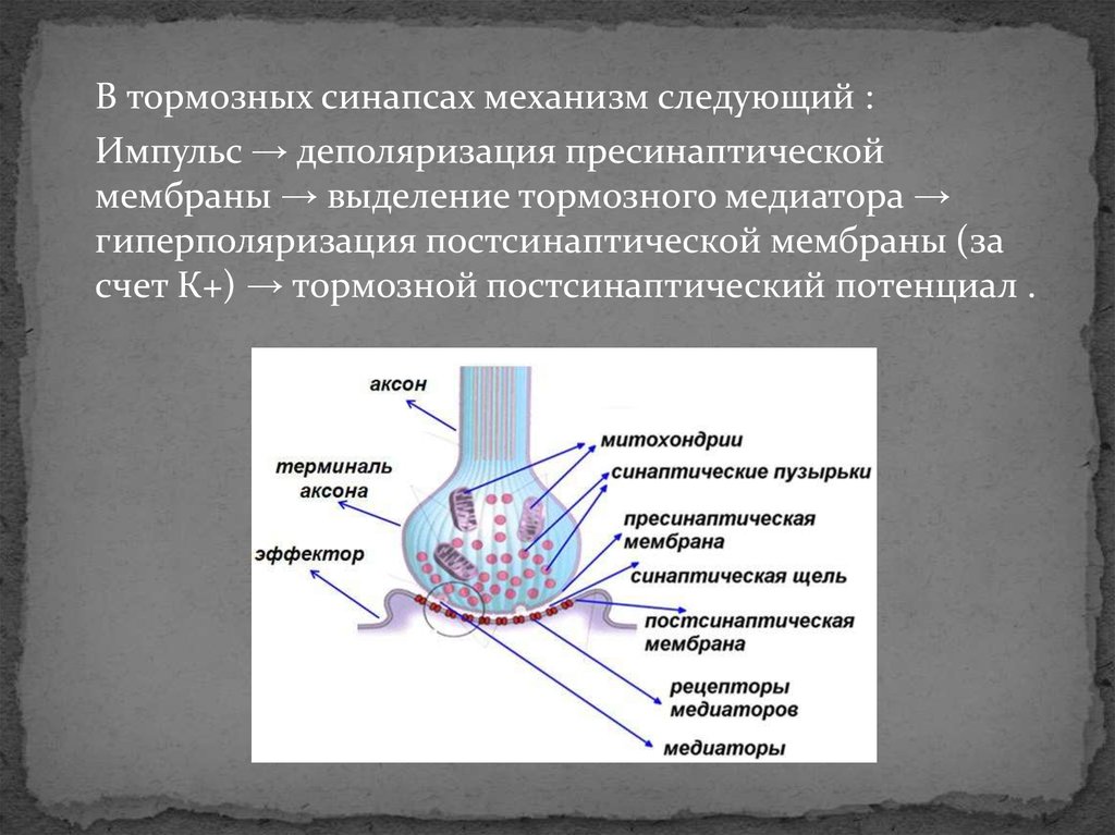 Механизм передачи химического синапса