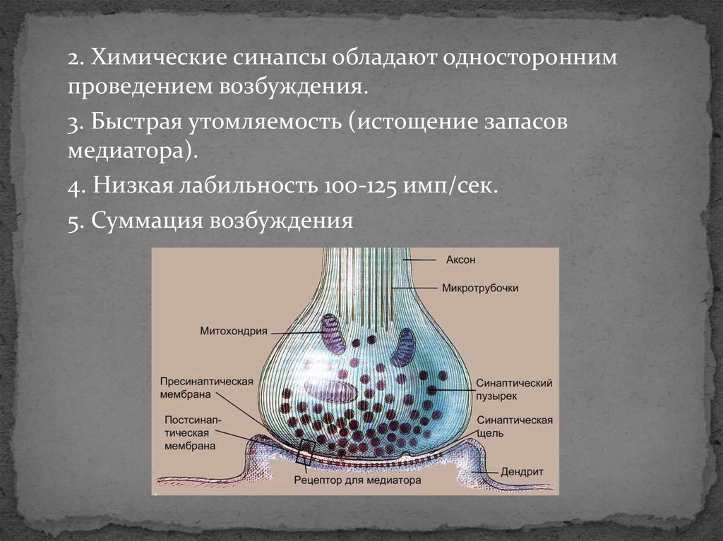 Строение синапса