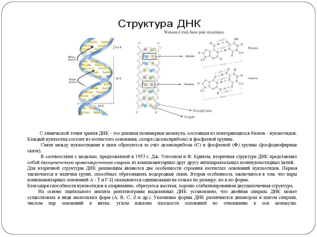 Химической точки зрения. Двухцепочечная ДНК строение. ДНК схема фосфат. Двухцепочечная структура ДНК установлена методом:. Фосфатная группа ДНК.