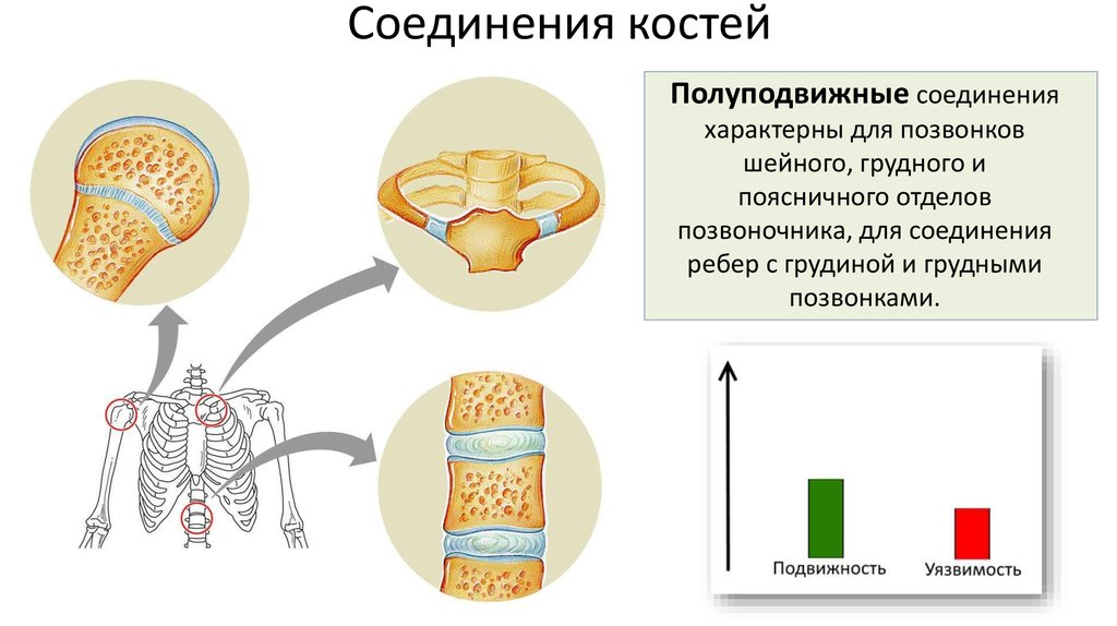 Кости полуподвижное соединение пример. Биология 8 кл.соединение костей. Полуподвижный Тип соединения костей. Строение полуподвижного соединения костей. Полуподвижные соединения костей у человека.