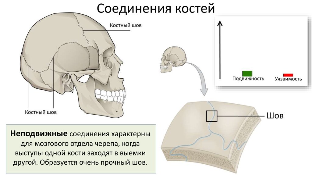 Подвижное соединение в черепе. Подвижное соединение костей черепа.