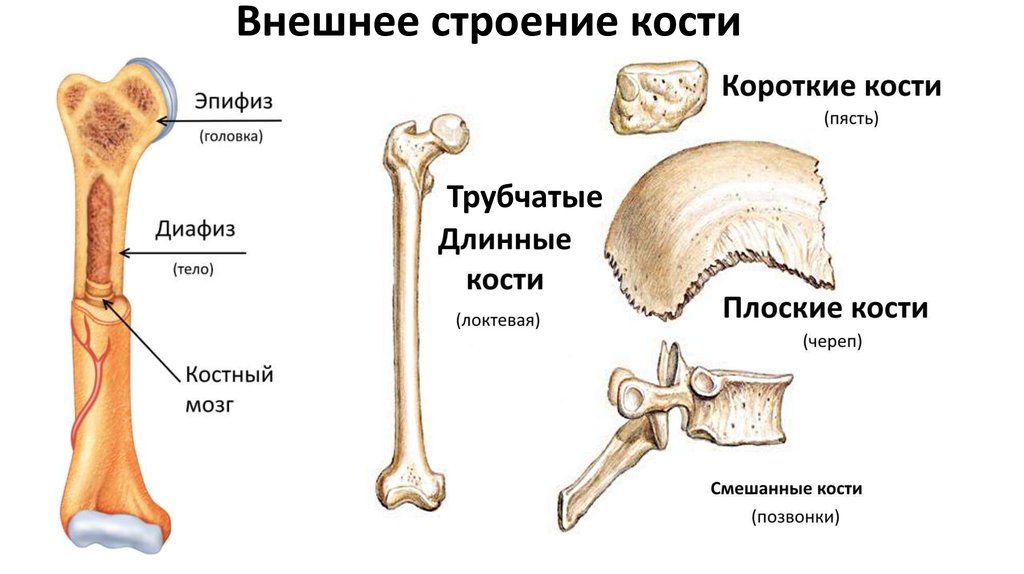 Строение кости человека рисунок