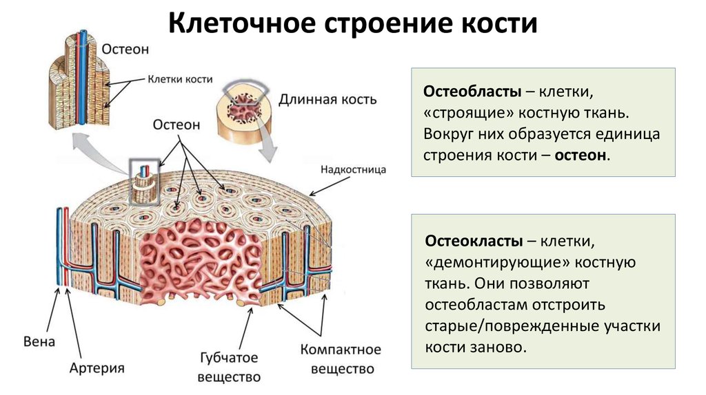 Схема строения остеобласта