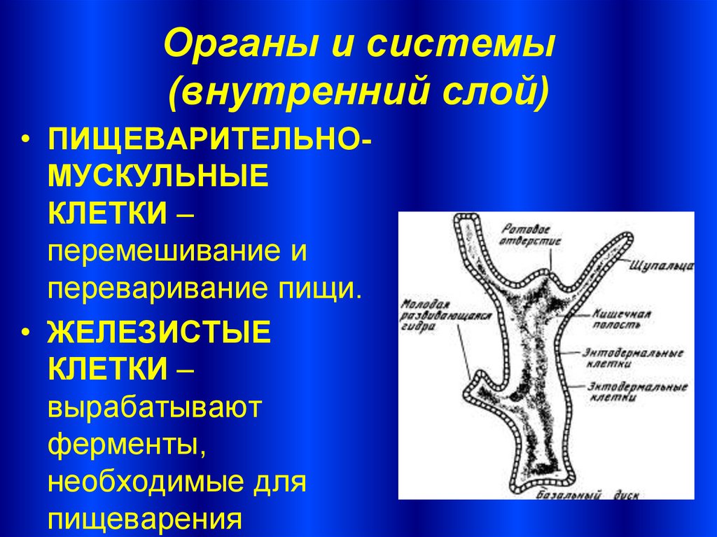 Железистые клетки. Типы пищеварения кишечнополостных. Пищеварительные клетки кишечнополостных. Полостное пищеварение у кишечнополостных. Процесс пищеварения у кишечнополостных.