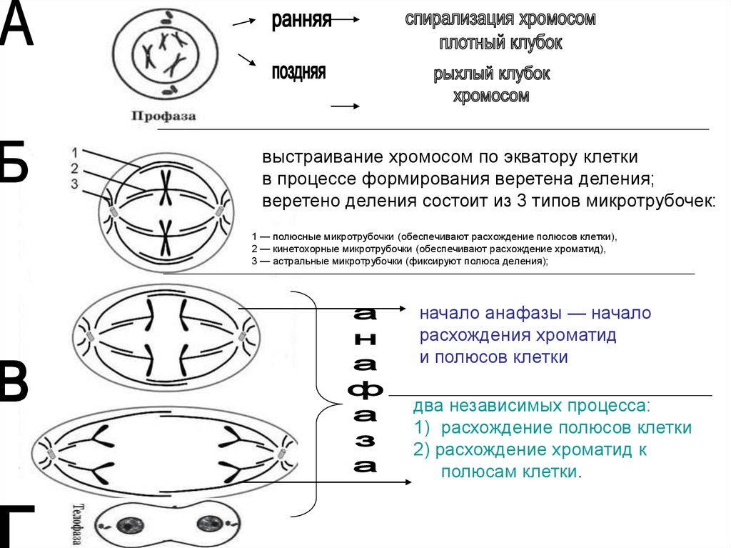 Фаза деления клетки в которой хроматиды