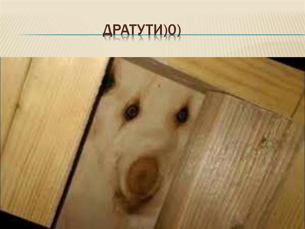 Дратути)0)