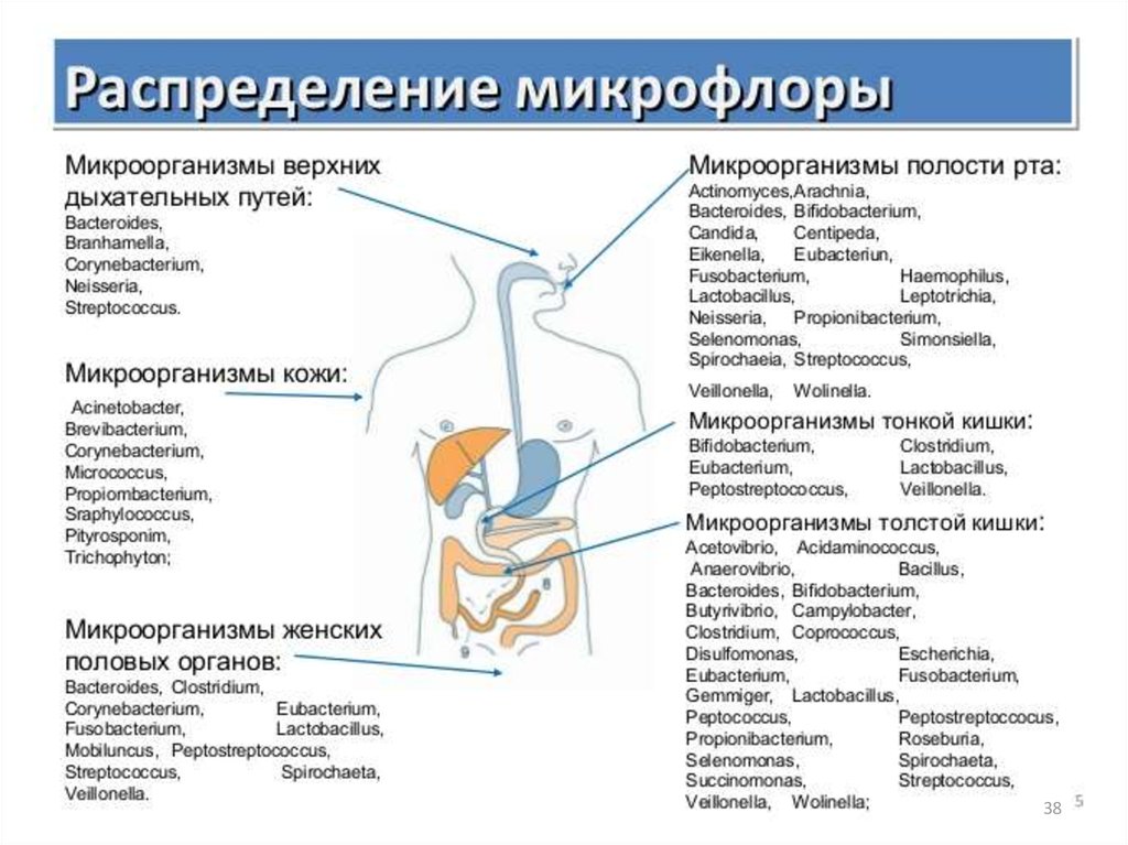 Микрофлора верхних дыхательных путей микробиология презентация