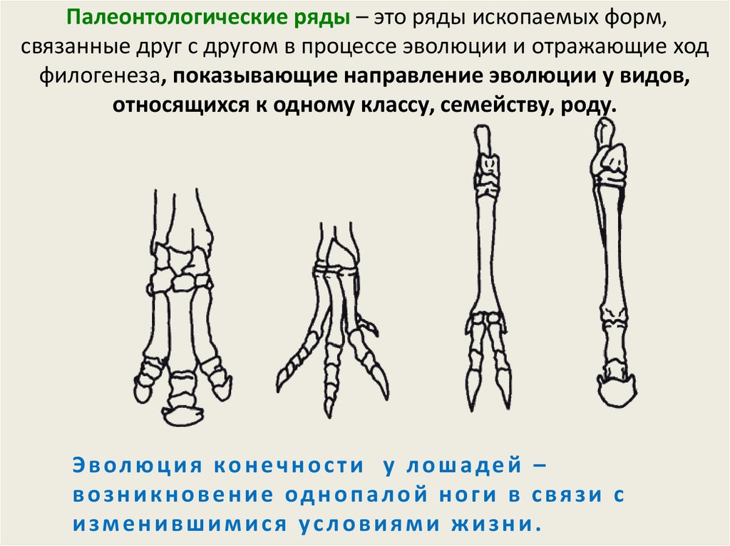 Презентация доказательства эволюции животных биология 7 класс