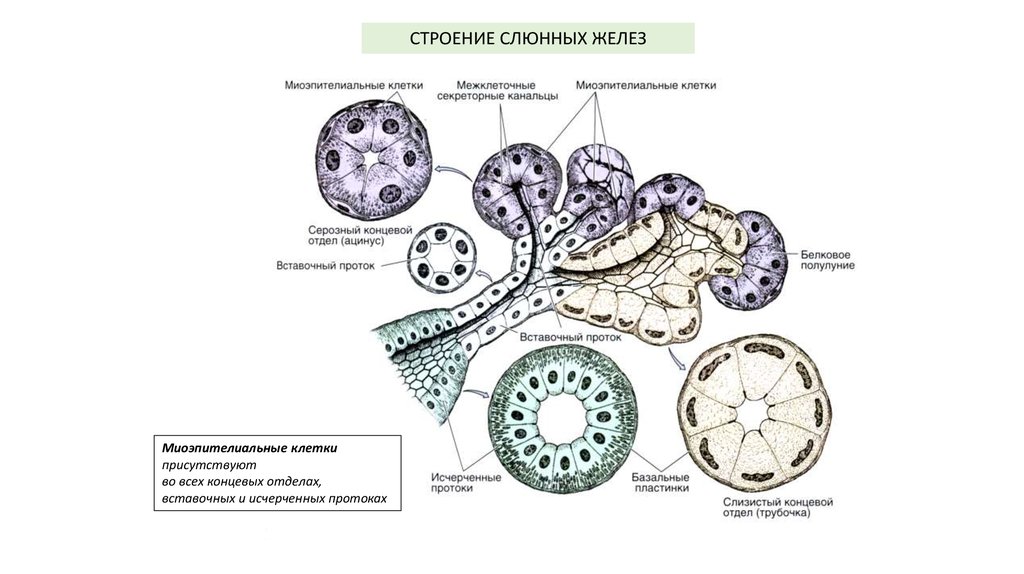 Схема слюнных желез