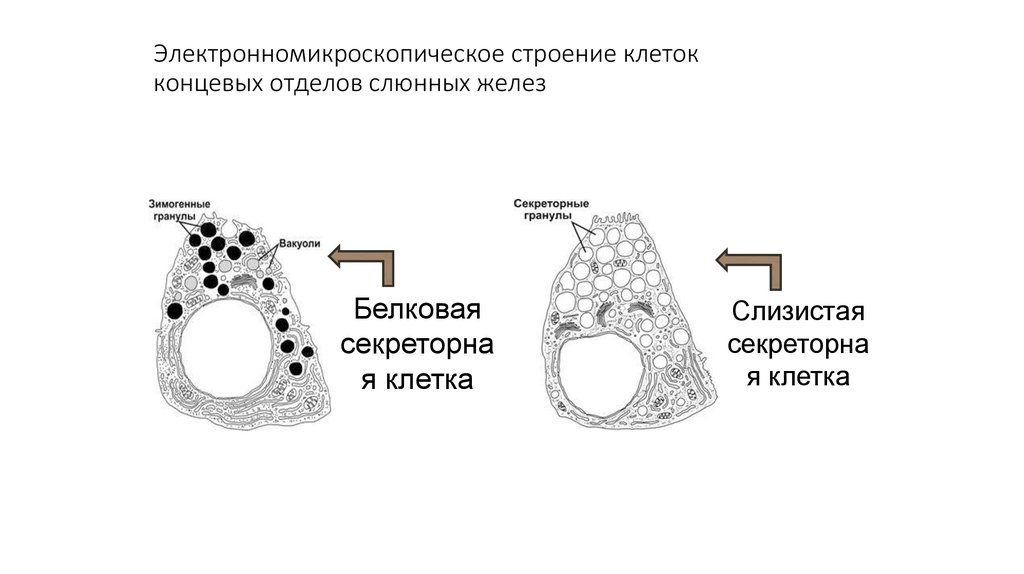 Общий план строения желез