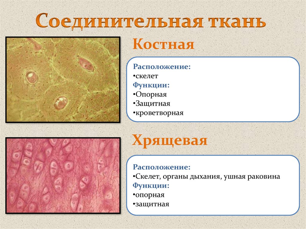 Жировая ткань человека фото