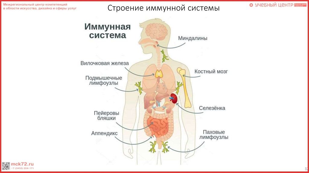 Строение иммунной системы