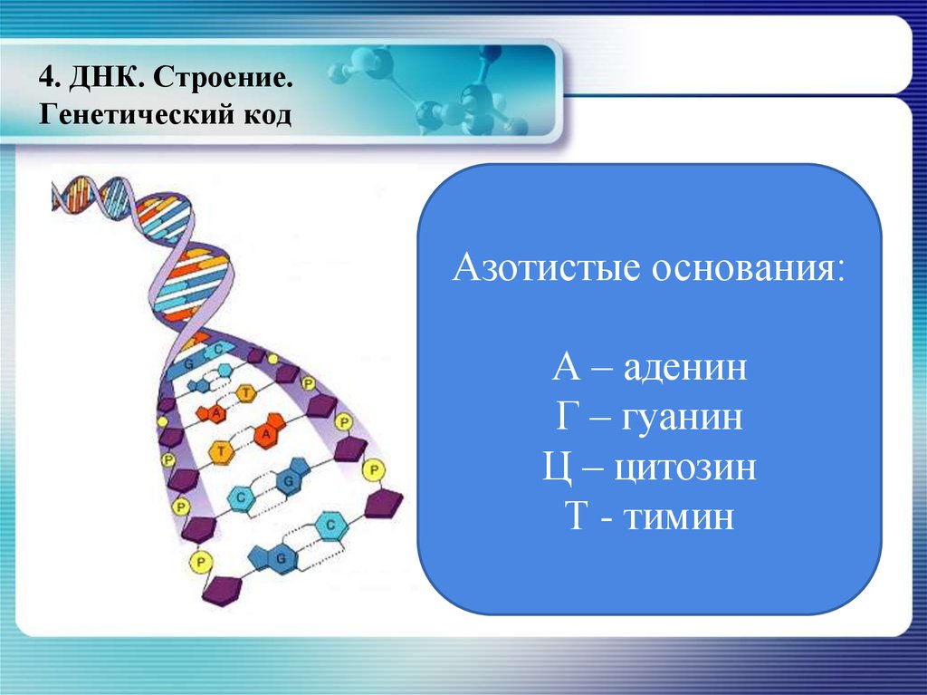 Днк 4. Генетический код аденин гуанин. Строение ДНК генетический код. Структура генетического кода. Дезоксирибонуклеиновая кислота строение.