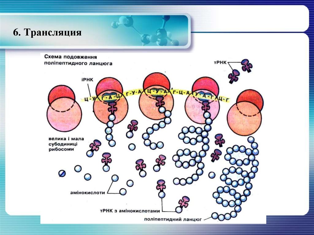 Трансляция биология схема